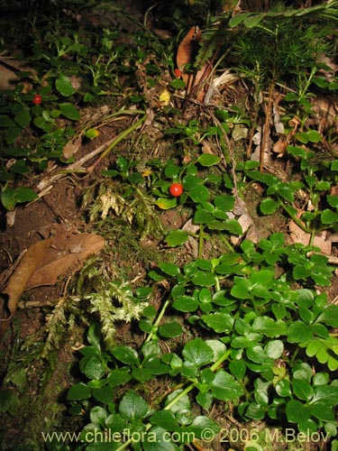 Image of Nertera granadensis (Rucachucao / Coralito / Quelligenchucaou). Click to enlarge parts of image.